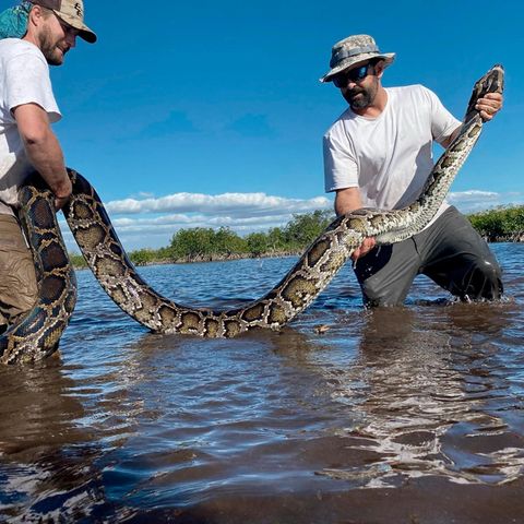 Biologen in Florida mit einem mehr als vier Meter langen Python