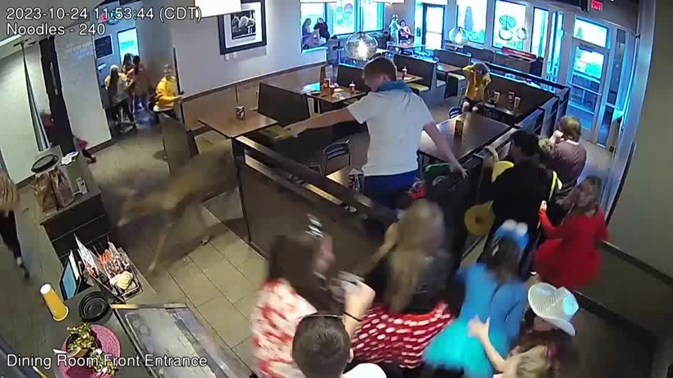 Video: Wild im Restaurant
