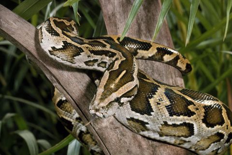 Suche nach dem Apex Predator – im Sumpf mit Floridas Pythonjägern