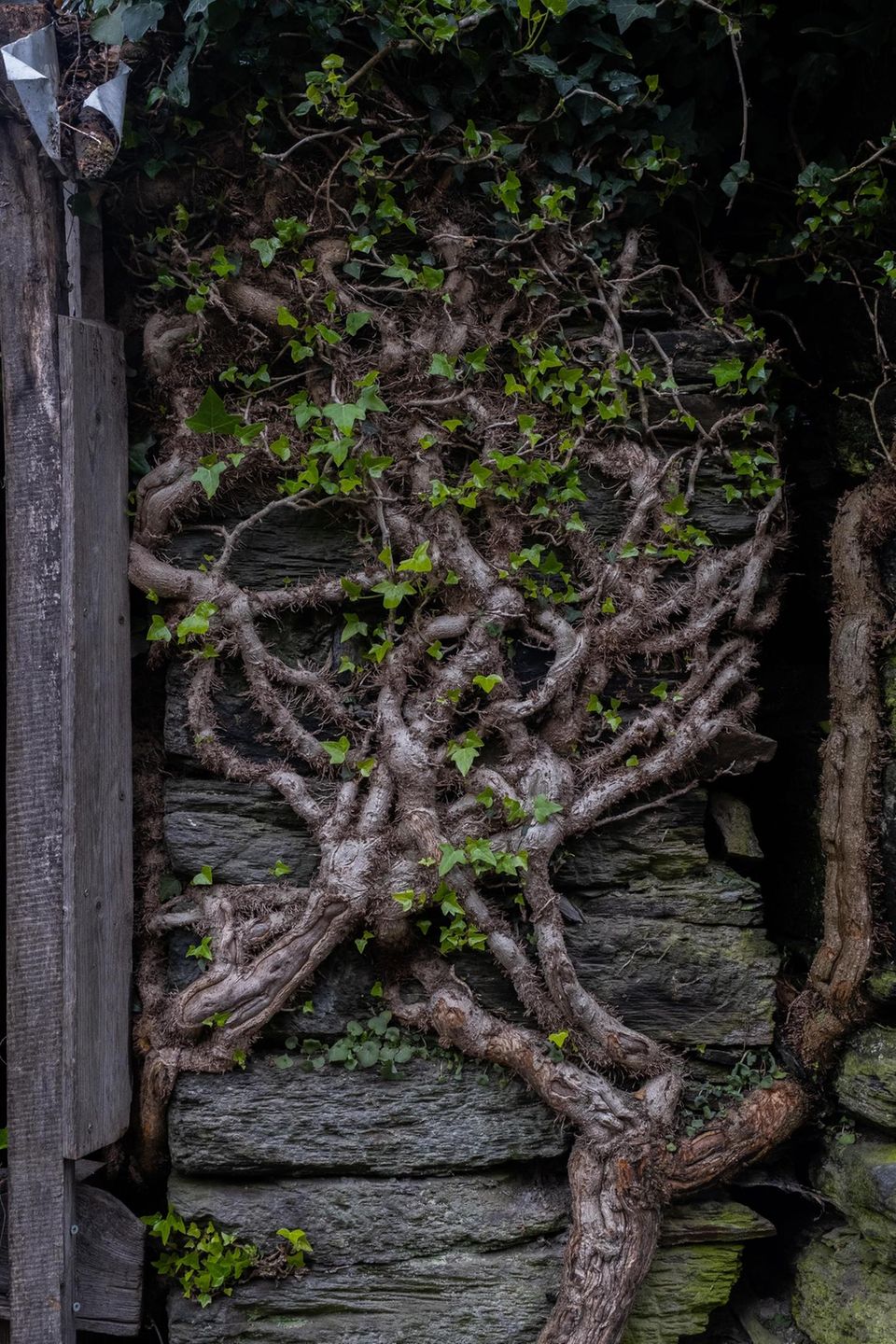 Detailaufnahme von Ästen, die eine Hauswand emporwachsen