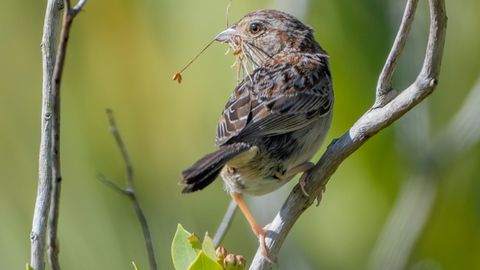 Die Kiefernammer – im Englischen Bachman’s Sparrow – soll einen neuen englischen Namen bekommen