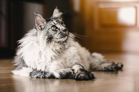Graue Maine Coon Katze schaut nach oben