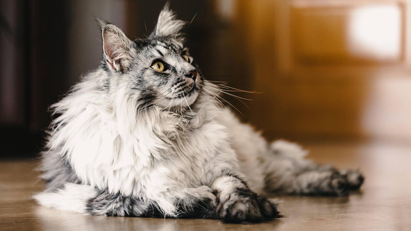 Graue Maine Coon Katze schaut nach oben