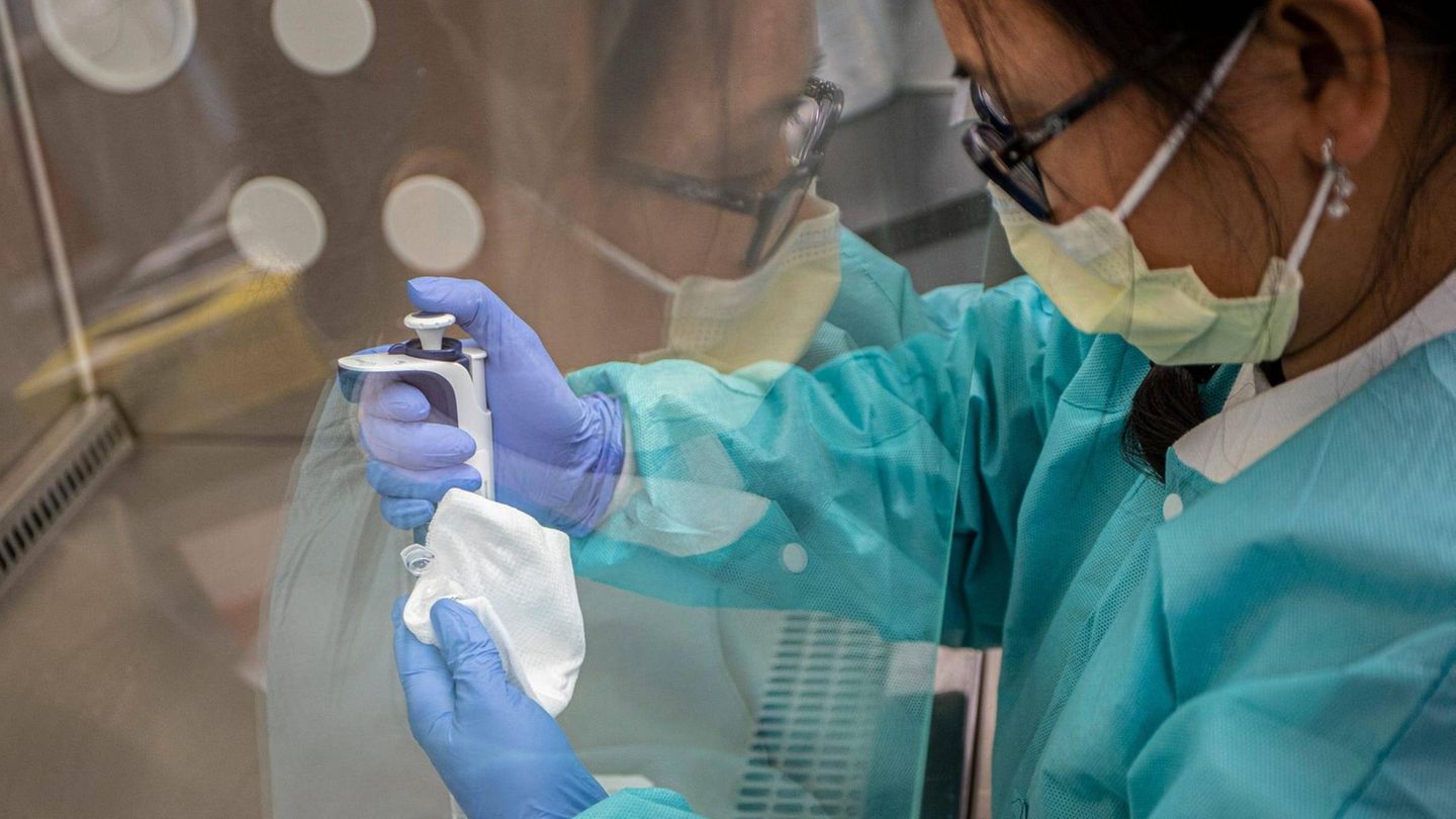 Origen estudiado: qué trajo la viruela simica de regreso a Europa
