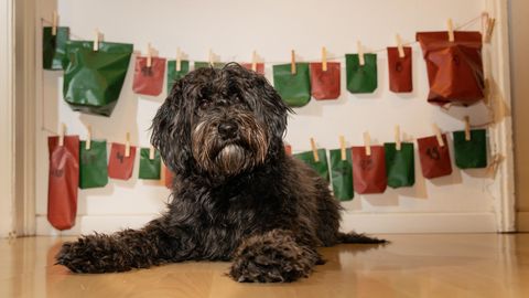 Schwarzer Labradoodle-Hund vor seinem Adventskalender