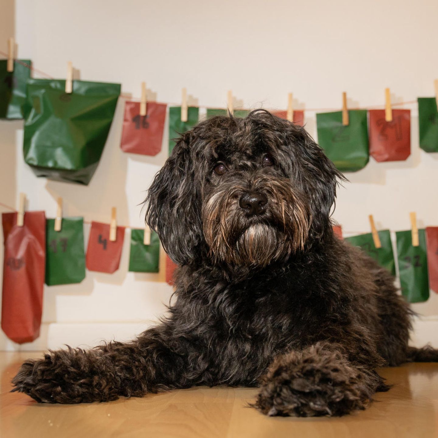 Schwarzer Labradoodle-Hund vor seinem Adventskalender