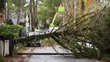 Frankreich: Ein umgestürzter Baum liegt über der Straße
