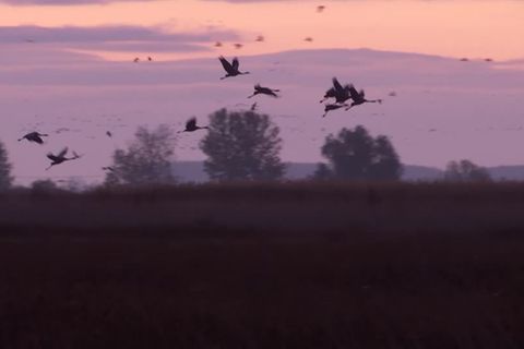 Video: Warum nach Afrika ziehen? Kraniche machen Wanderpause