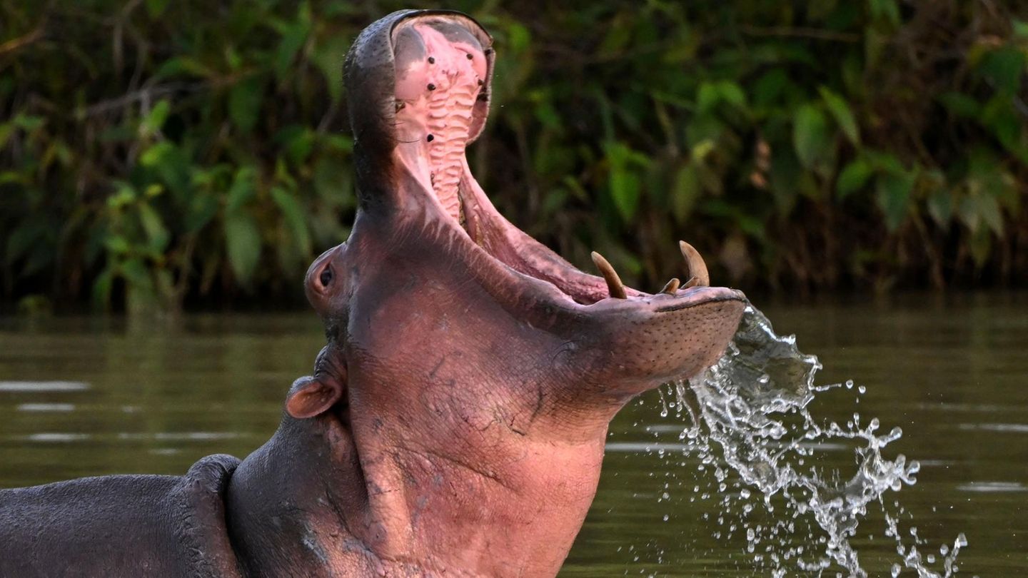 Colombia: Former drug lord Pablo Escobar’s hippos become a problem