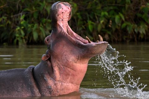 Ein Nilpferd badet im See in der Nähe von Pablo Escobars früherem Luxusanwesen Hacienda Napolés