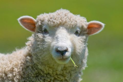 Ein Schaf kaut auf einem Grashalm