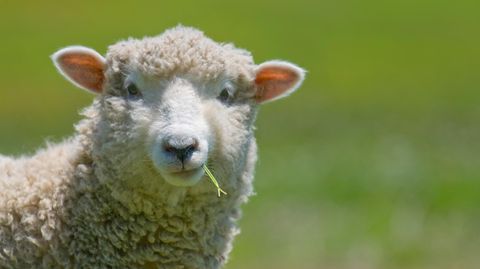 Ein Schaf kaut auf einem Grashalm