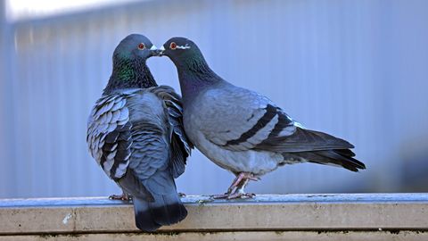 Zwei Tauben sitzen auf einem Geländer.