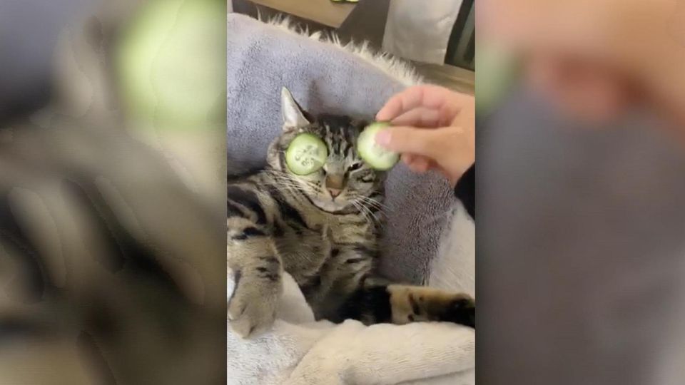 Im Netz werden Challenges mit Tieren zuhauf geteilt, geliked und kommentiert. Doch um eine vermeintlich lustige Reaktion zu erzielen, nehmen ihre Besitzer oft das Leid der Tiere in Kauf.