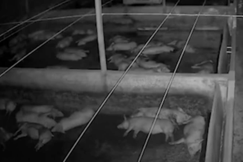 Alarmierte Tiere: Sekundenbruchteil vor Erdbeben: Alle Tiere im Schweinestall wachen gleichzeitig auf