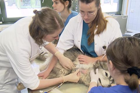 Hund, Katze, Maus: "Absolut lebensrettend": Berlins Blutbank für Haustiere