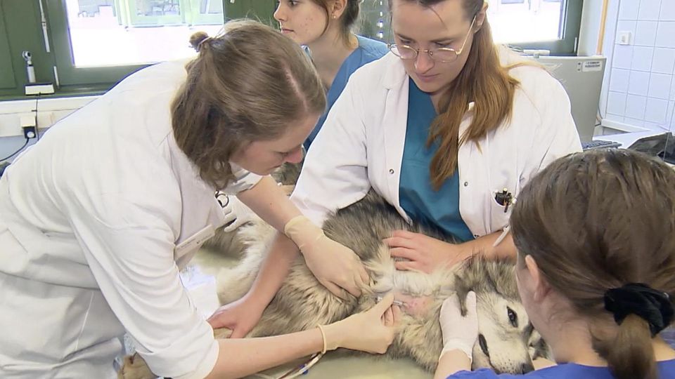 Hund, Katze, Maus: "Absolut lebensrettend": Berlins Blutbank für Haustiere