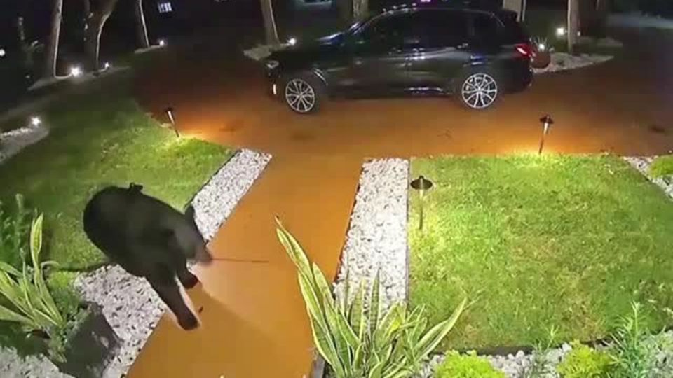 Direkt vor der Haustür: Hungriger Bär schnappt Familie die Fast-Food-Lieferung weg