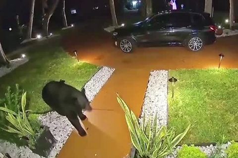 Direkt vor der Haustür: Hungriger Bär schnappt Familie die Fast-Food-Lieferung weg