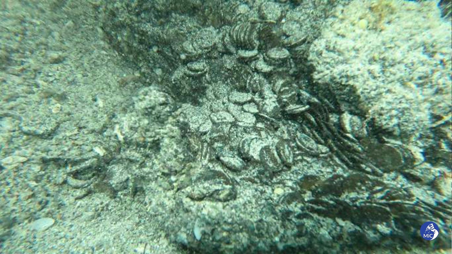 Archäologie: Römische Münzen am Meeresgrund