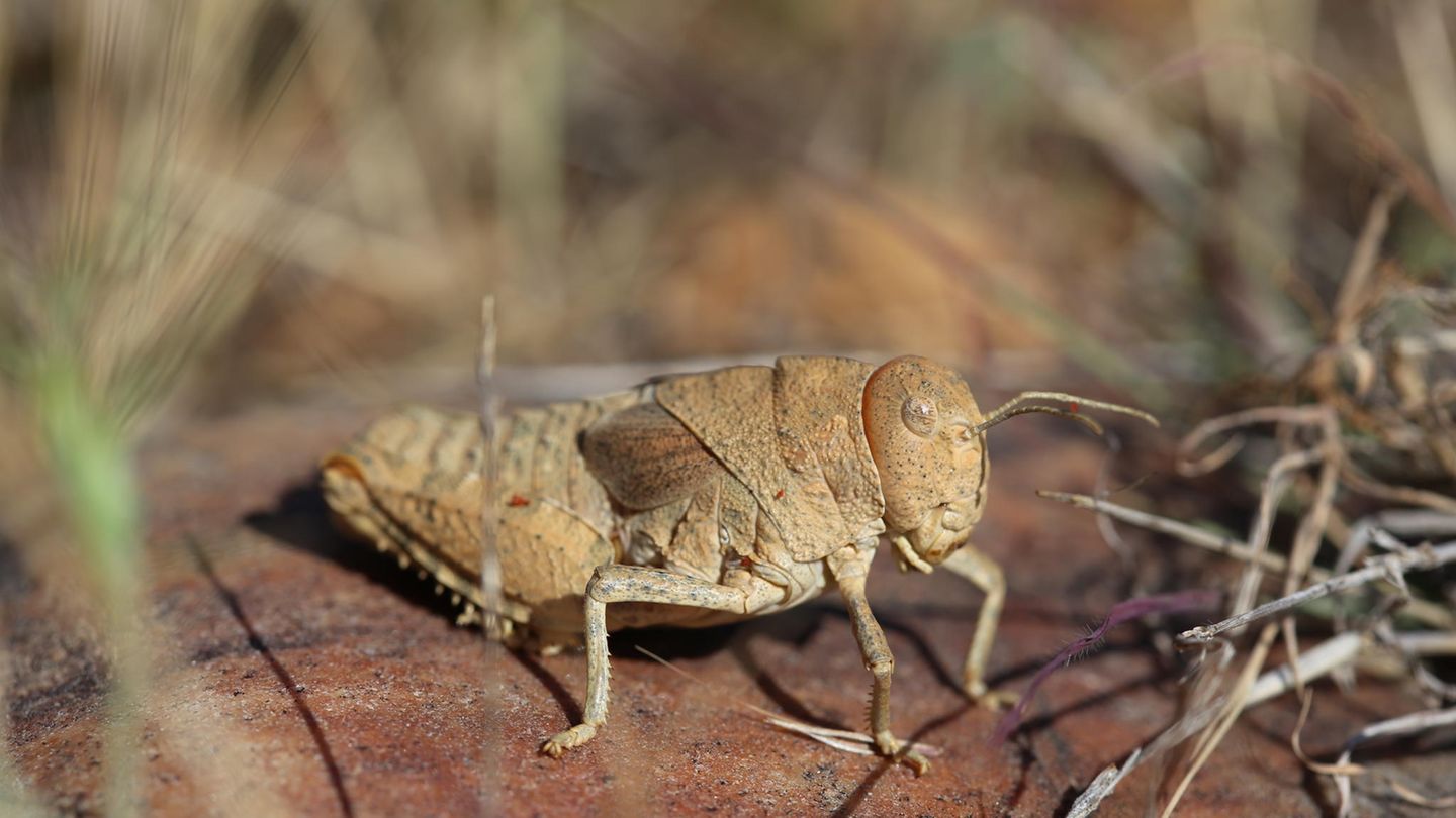 Eine Crau-Schrecke (Prionotropis rhodanica) sitzt auf sandigem Boden zwischen Gras und Zweigen