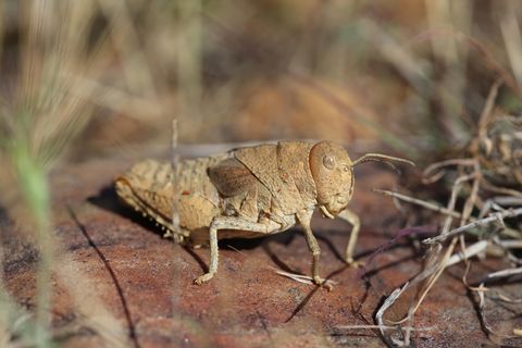 Eine Crau-Schrecke (Prionotropis rhodanica) sitzt auf sandigem Boden zwischen Gras und Zweigen