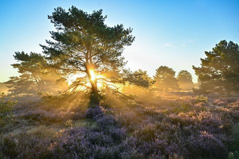 EU-Naturschutzgesetz