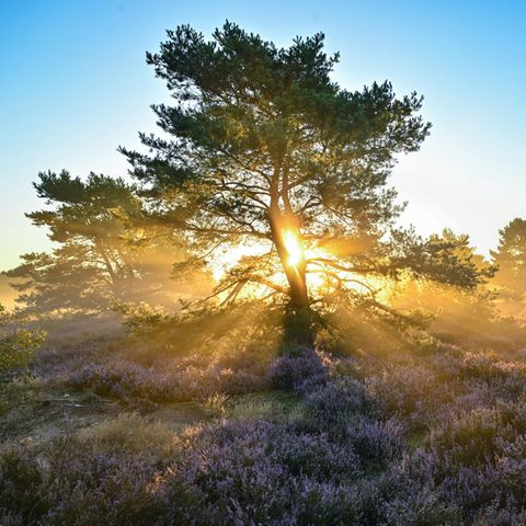 EU-Naturschutzgesetz