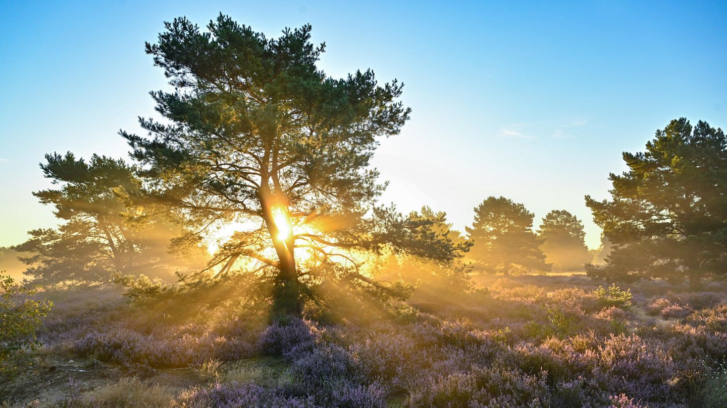 Nature conservation: How the EU wants to protect ecosystems with new law