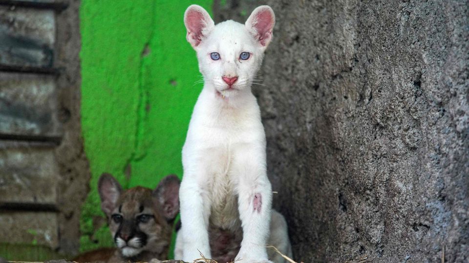 "Gottesgeschenk" auf hellen Pfoten: Albino-Puma verzaubert Zoobesucher