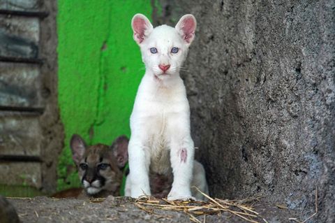 "Gottesgeschenk" auf hellen Pfoten: Albino-Puma verzaubert Zoobesucher