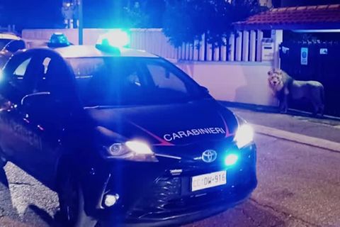 Video: Italien: Entlaufener Löwe wieder im Zirkus-Gehege