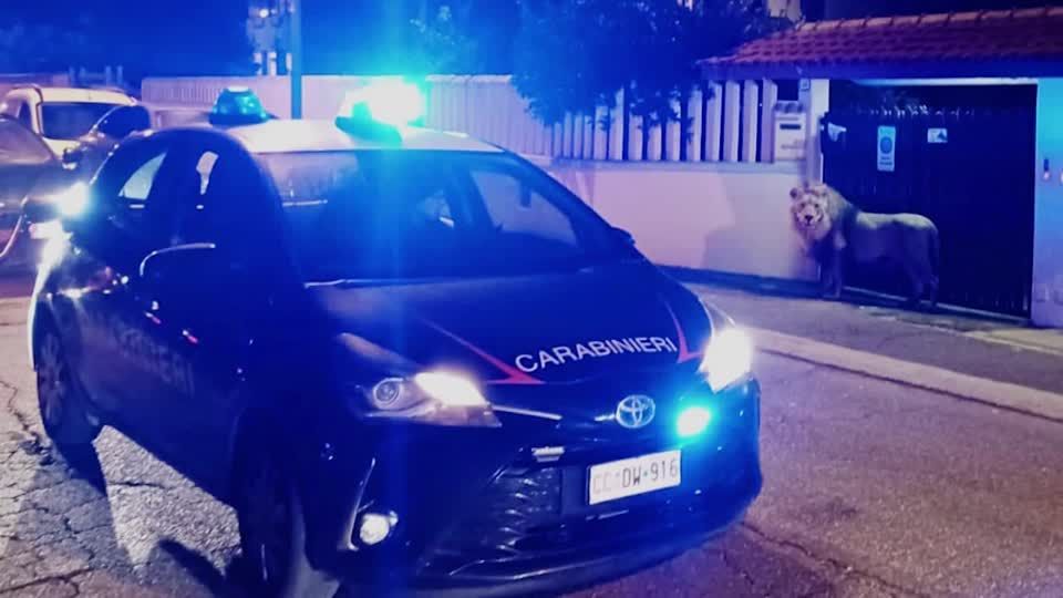 Video: Italien: Entlaufener Löwe wieder im Zirkus-Gehege Video: Italien: Entlaufener Löwe wieder im Zirkus-Gehege