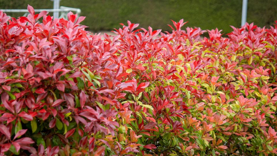 Nahaufnahme von blühendem Fraser's Photinia Strauch