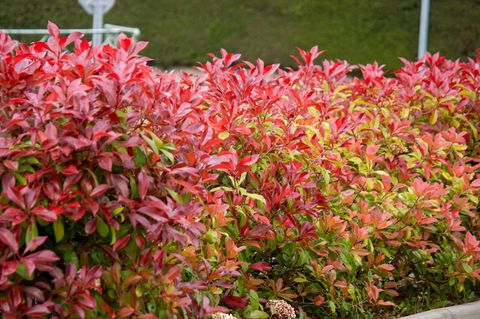 Nahaufnahme von blühendem Fraser's Photinia Strauch