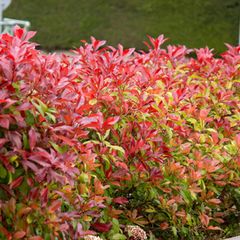 Nahaufnahme von blühendem Fraser's Photinia Strauch