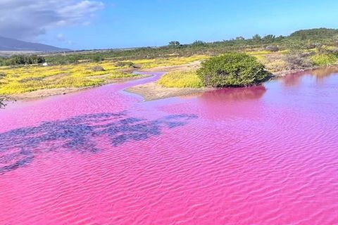 Naturphänomen: Leuchtendes Pink: Was es mit der (natürlichen) Färbung des Kealia-Teiches auf Maui auf sich hat