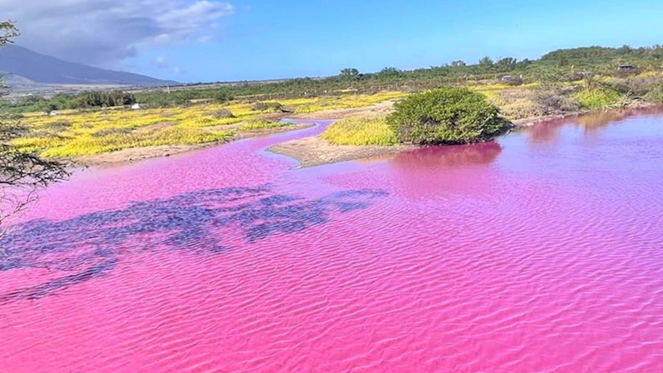 Naturphänomen: Leuchtendes Pink: Was es mit der (natürlichen) Färbung des Kealia-Teiches auf Maui auf sich hat Naturphänomen: Leuchtendes Pink: Was es mit der (natürlichen) Färbung des Kealia-Teiches auf Maui auf sich hat