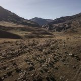 Eine Alpaka-Herde läuft in einem bergigen Gebiet über Wiesen