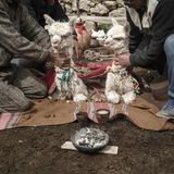 Zwei Alpakas sitzen auf einer Decke und werden festgehalten