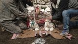 Zwei Alpakas sitzen auf einer Decke und werden festgehalten