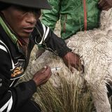 Mann gibt einem Alpaka ein Impfung