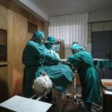 Ein Alpaka wird operiert