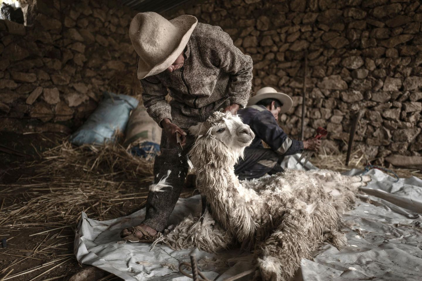 Alpaka Hirten in Peru Sie h ten den Schatz der Anden STERN.de