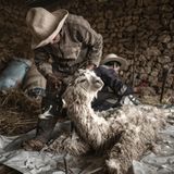 Ein Alpaka wird geschert