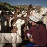 Ein Mann gibt einem kleinen Alpaka die Flasche