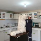 Ein Alpaka liegt auf dem Tisch in einer Arztpraxis