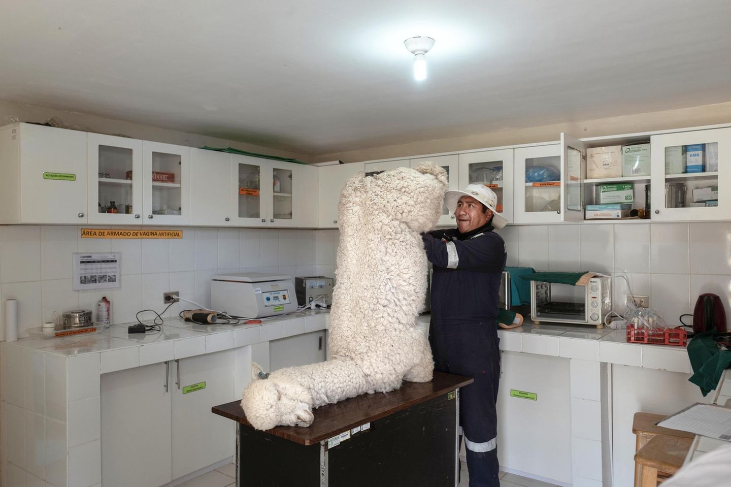 Ein Alpaka liegt auf dem Tisch in einer Arztpraxis