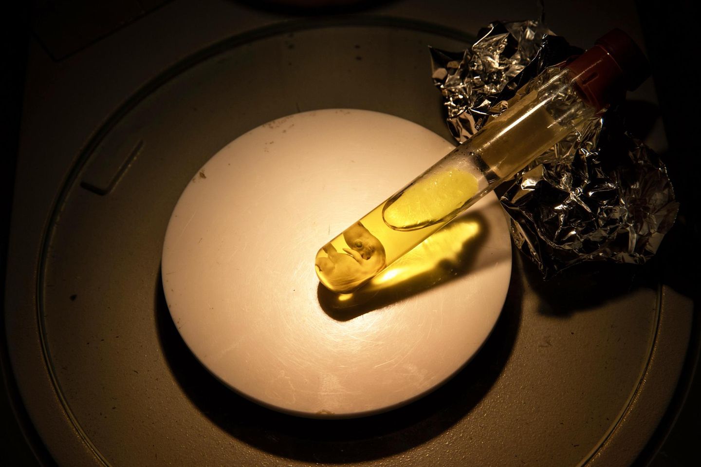 Ein Fötus in einer Ampulle