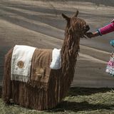 Ein Alpaka mit sehr langem Fell